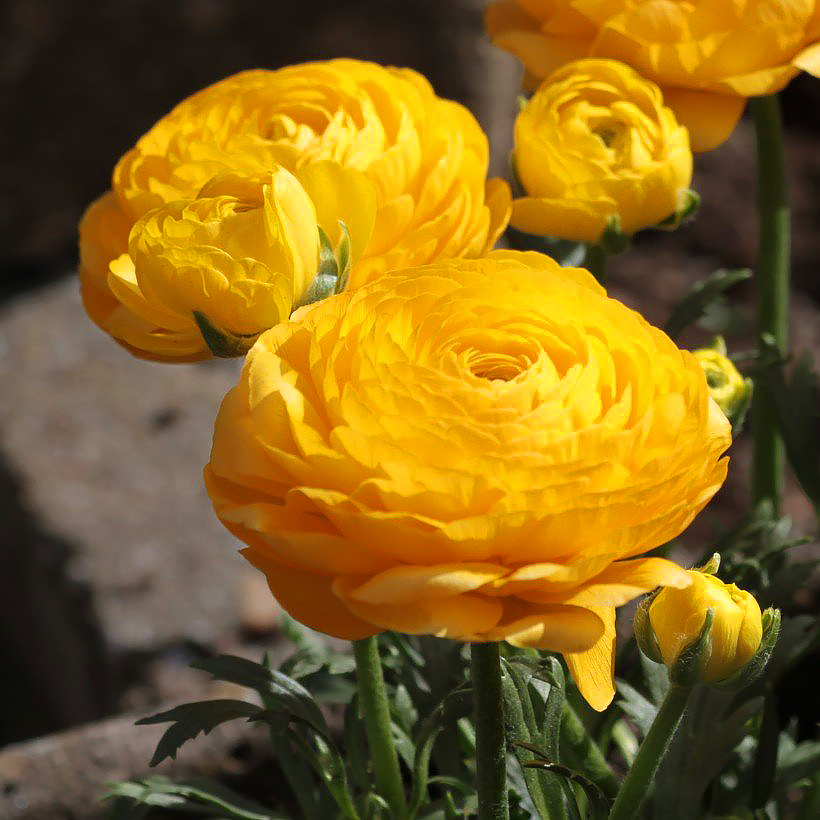 Renoncule des fleuristes - Ranunculus