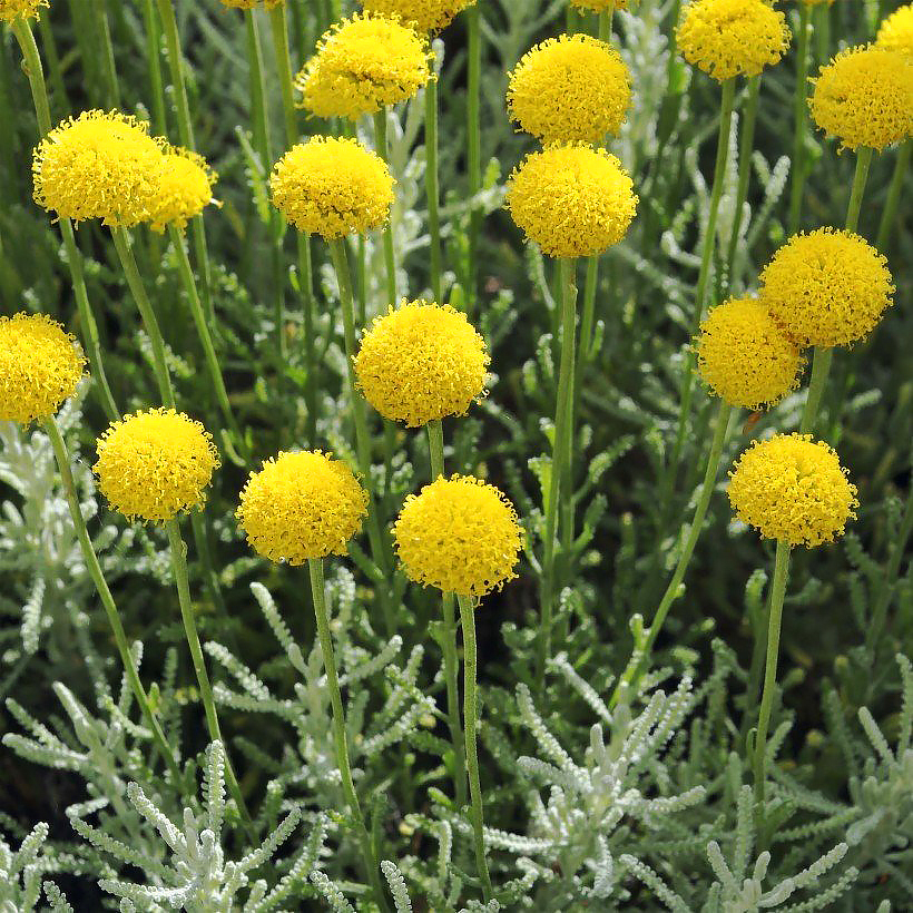 Santolina - Santolines