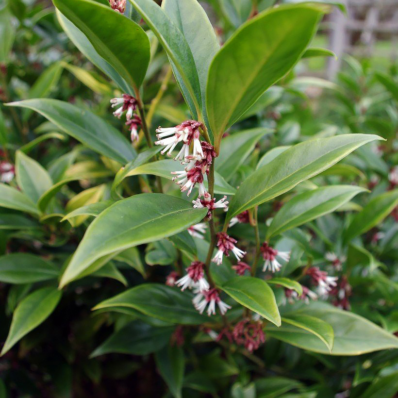 Sarcococca - Sarcocoques