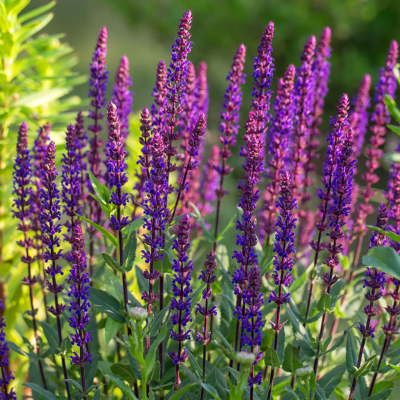 Salvia - Sauges