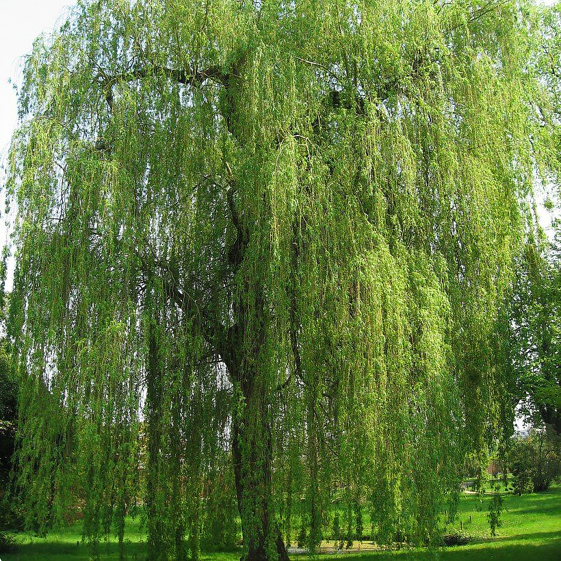 Salix - Saules