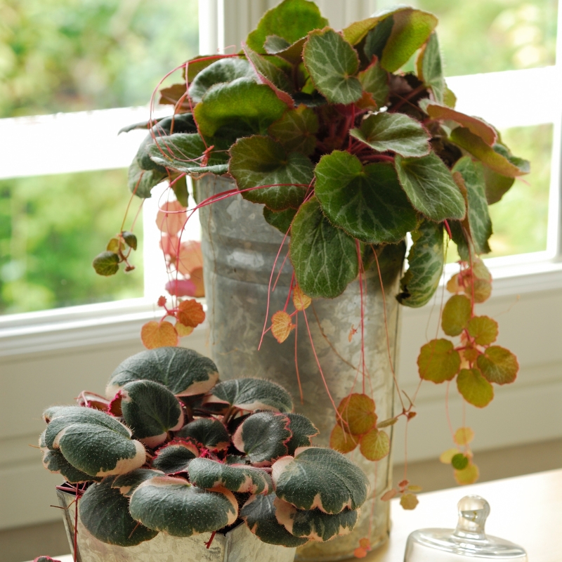 Saxifrages d'intérieur - Saxifraga