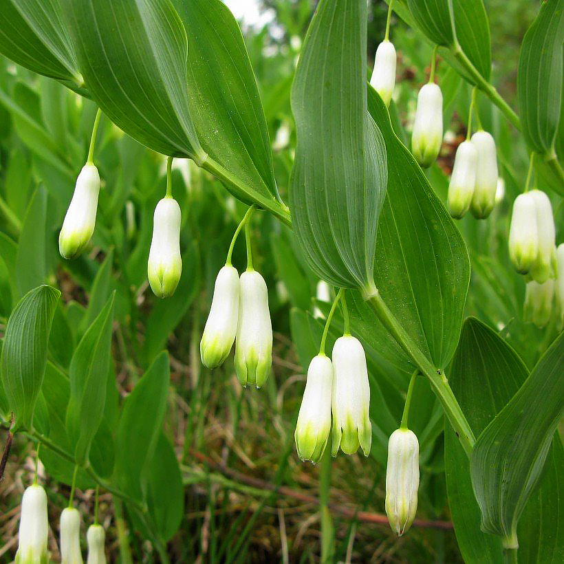 Polygonatum - Sceau de Salomon