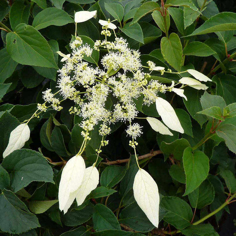 Schizophragma - Hortensias grimpants