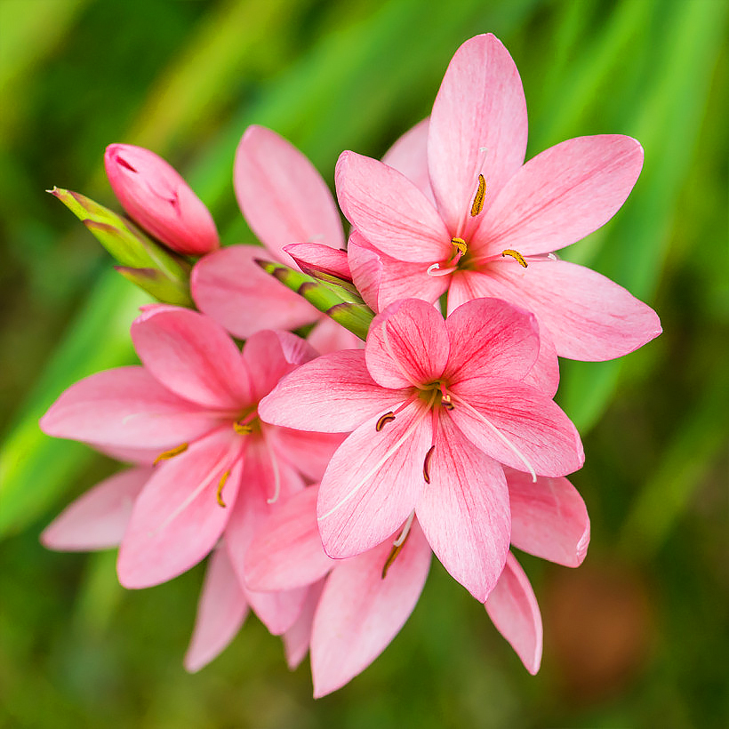 Schizostylis, Hesperantha - Lys des Cafres