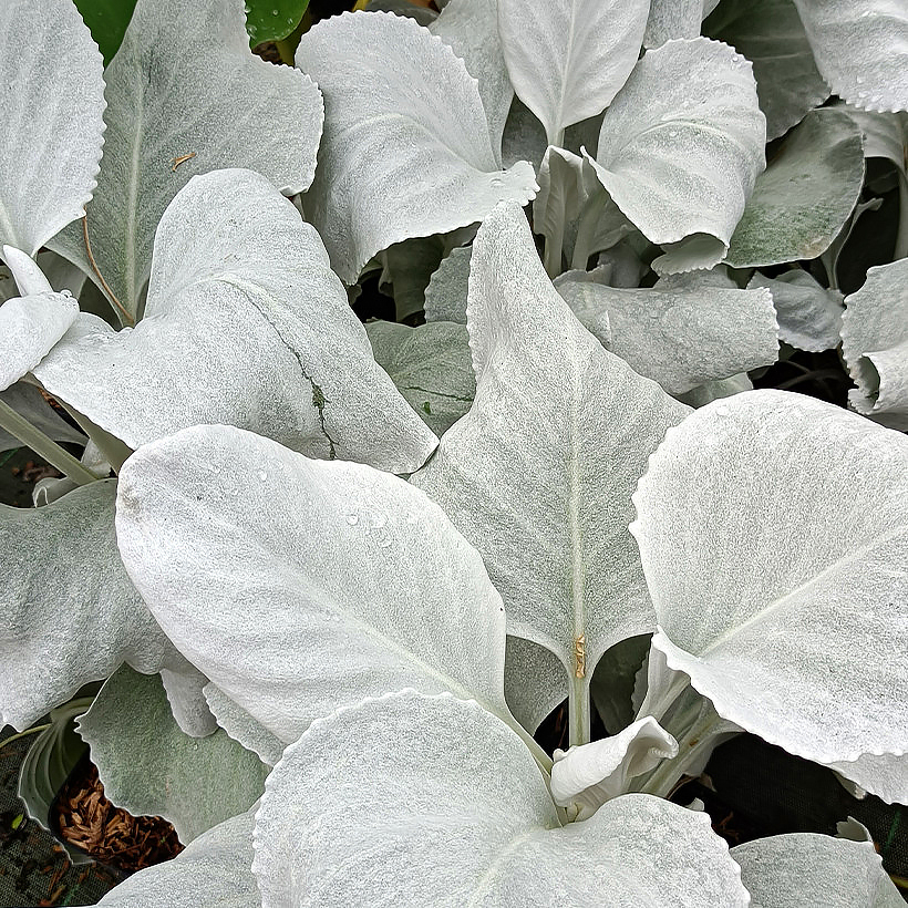 Senecio - Séneçons