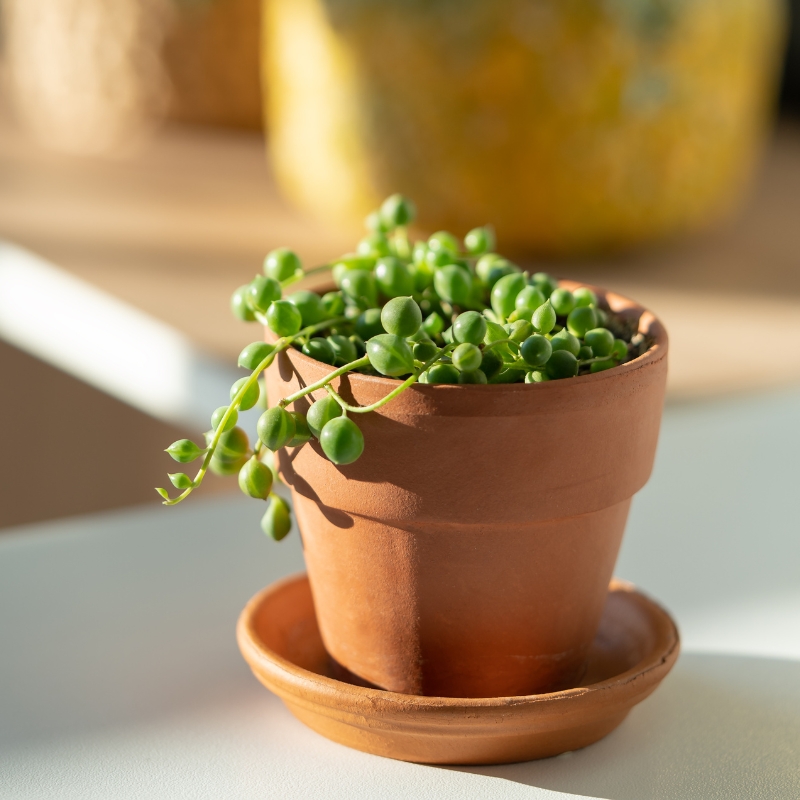 Senecio d'intérieur