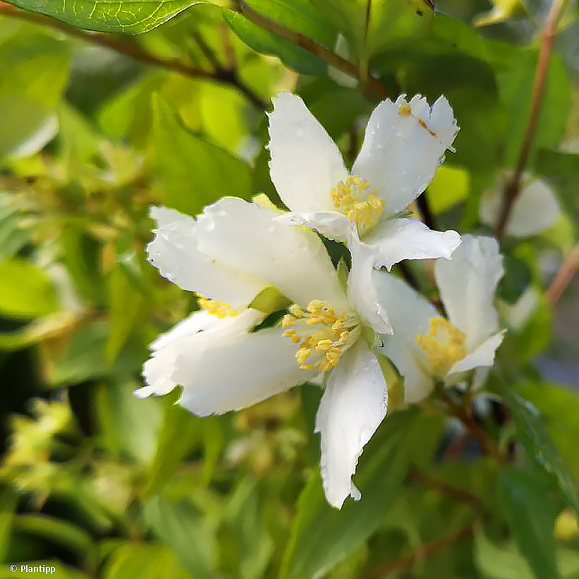 Philadelphus - Seringats