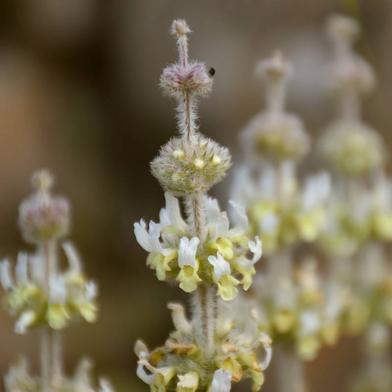 Sideritis - Crapaudines