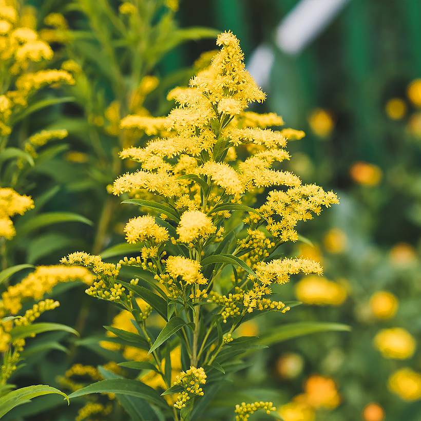 Solidago - Verges d'or, Solidages