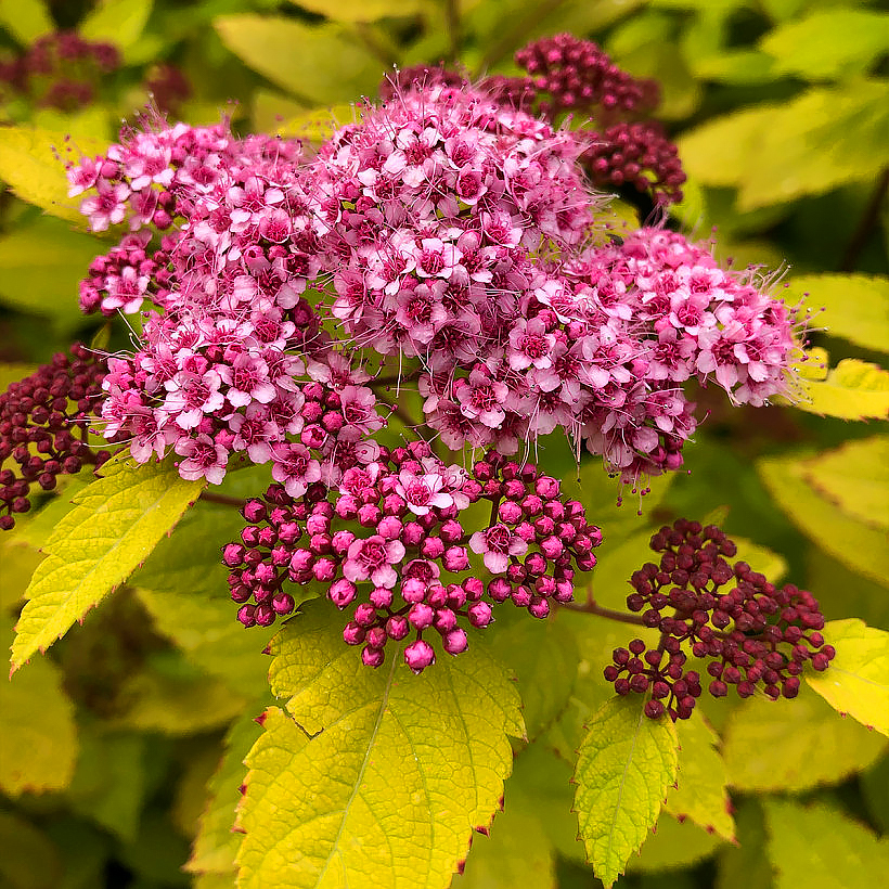 Spiraea - Spirées