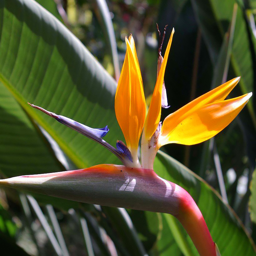 Strelitzia - Oiseaux de paradis