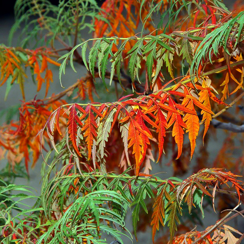 Rhus - Sumacs