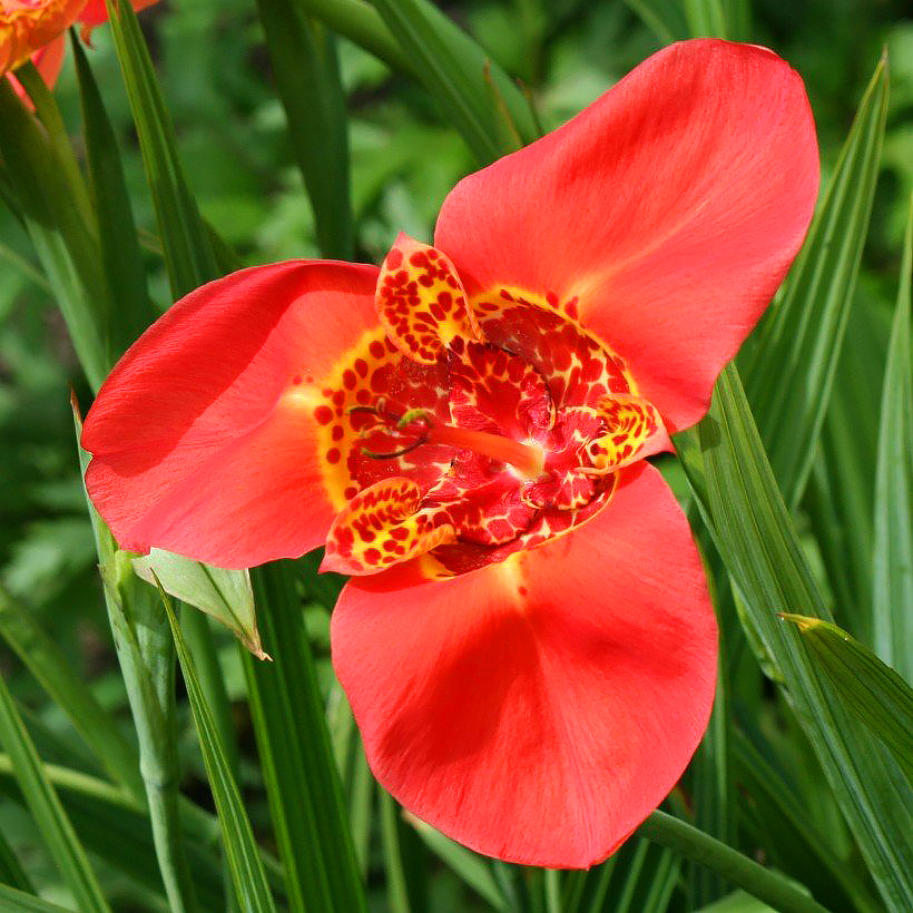 Tigridia - Œil de paon