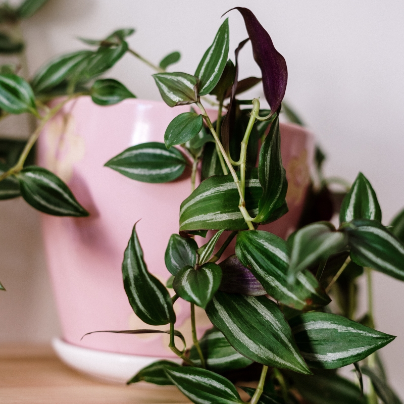 Tradescantia d'intérieur - Misère