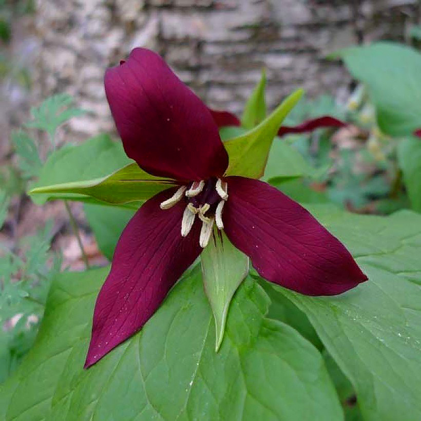 Trillium - Trilles