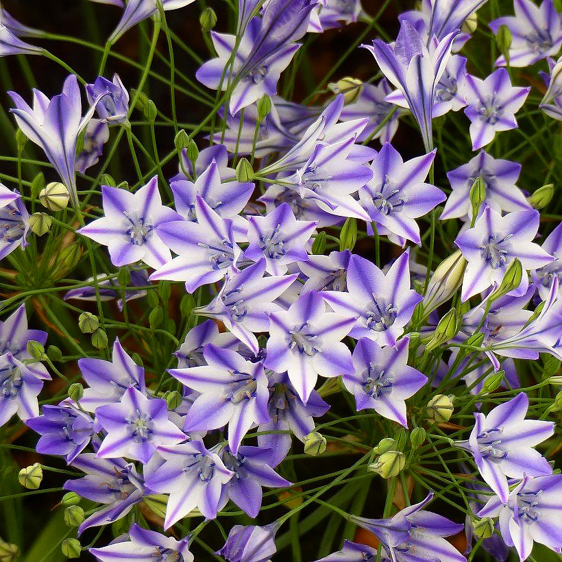 Triteleia - Tritéléias