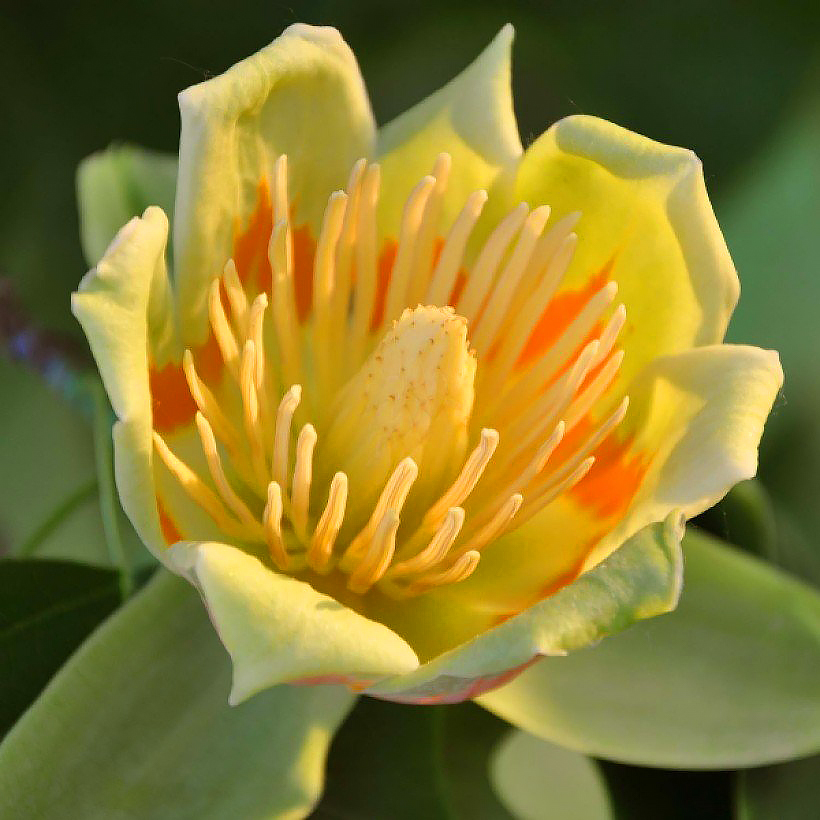 Liriodendron - Tulipiers