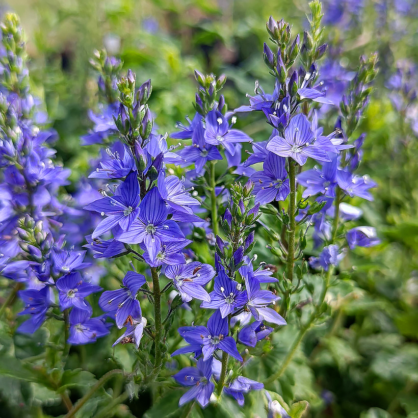 Veronicastrum - Véroniques de Virginie