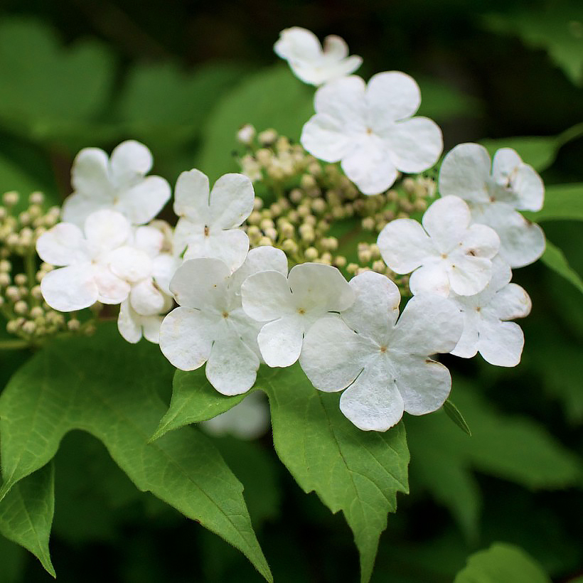 Viburnum - Viornes