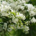 Deutzia gracilis - Deutzie