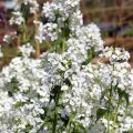 Lunaire, Monnaie du Pape blanche - Lunaria annua Alba
