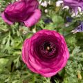 Renoncule des fleuristes Vortex F1 Purple - Ranunculus hybrida