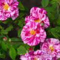 Rosa x gallica Versicolor - Rosier ancien gallique 