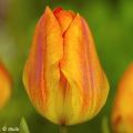 Tulipe General De Wet - Tulipe Simple Hâtive