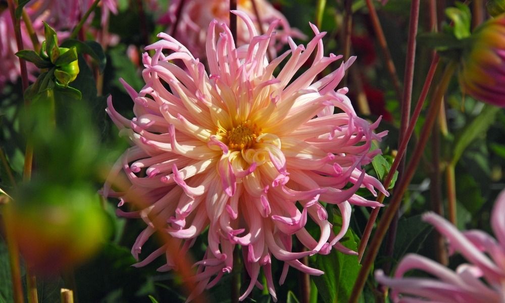 NOUVEAUTÉS DAHLIAS
