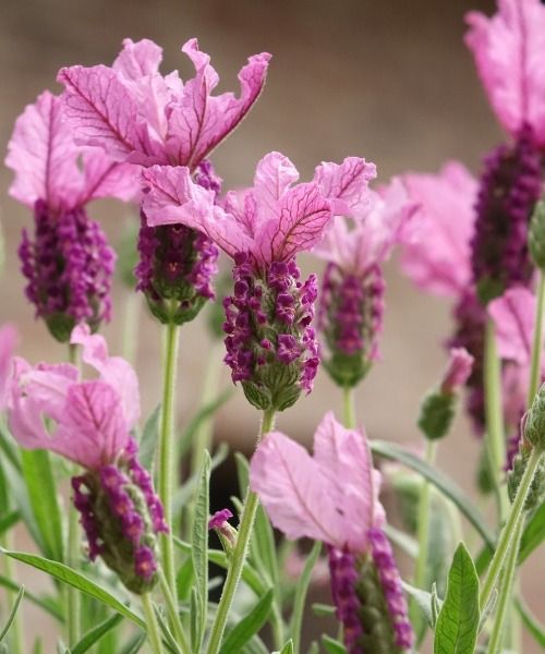 Les plus belles plantes du moment !