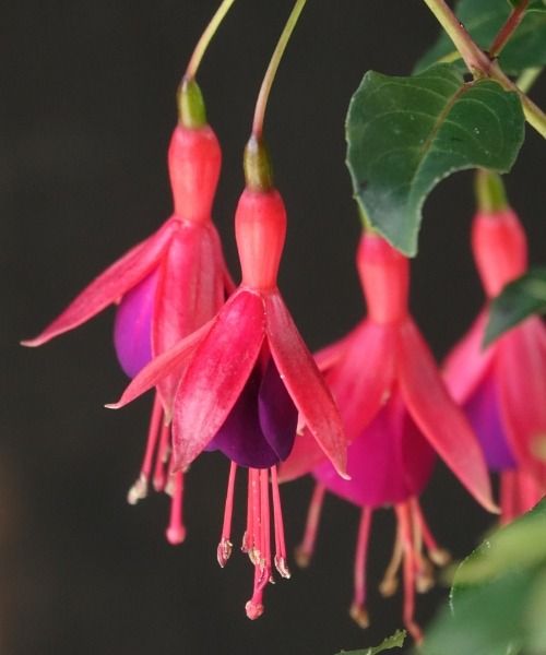 Les plus belles plantes du moment !