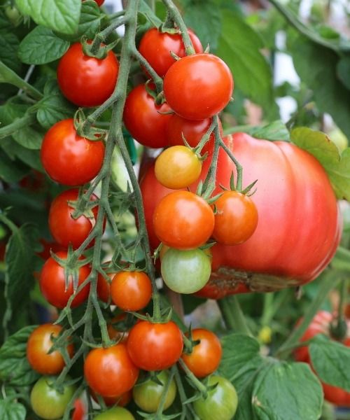 Calendrier potager : Août