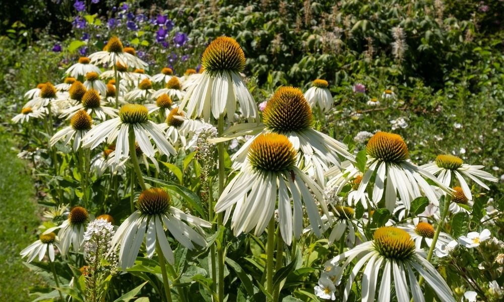 Découvrez les meilleures plantes qui résistent à la sécheresse !