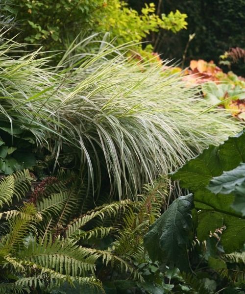 Jusqu'à -20% sur une sélection de plantes !