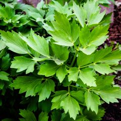 Ache des montagnes ou Livèche