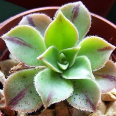 Aeonium leucoblepharum Yemen
