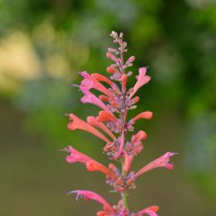 Agastache Kudos Coral - Agastache hybride rouge corail.