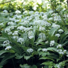 Ail des Ours - Allium ursinum