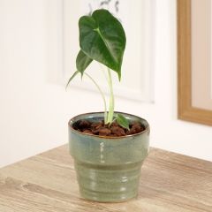 Alocasia Frydek - Oreille d'éléphant