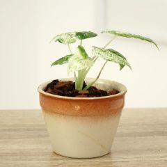 Alocasia odora Batik