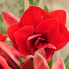 Amaryllis Double Dragon
