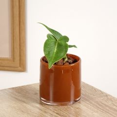 Anthurium magnificum