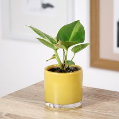 Anthurium Renaissance Variegata