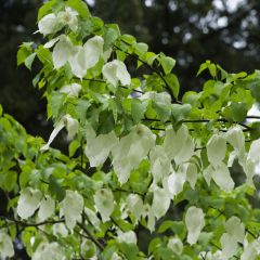 Arbre à mouchoir - Davidia involucrata