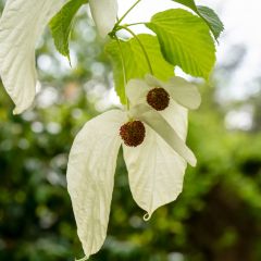 Arbre aux mouchoirs - Davidia involucrata var. vilmoriniana
