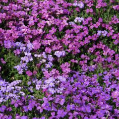 Graines d’Aubriète Mixed Hybrids