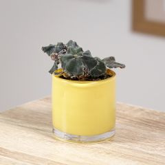 Begonia Rex Dark Mambo