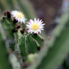 Cactus - Polaskia chende