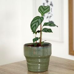 Ctenanthe oppenheimiana